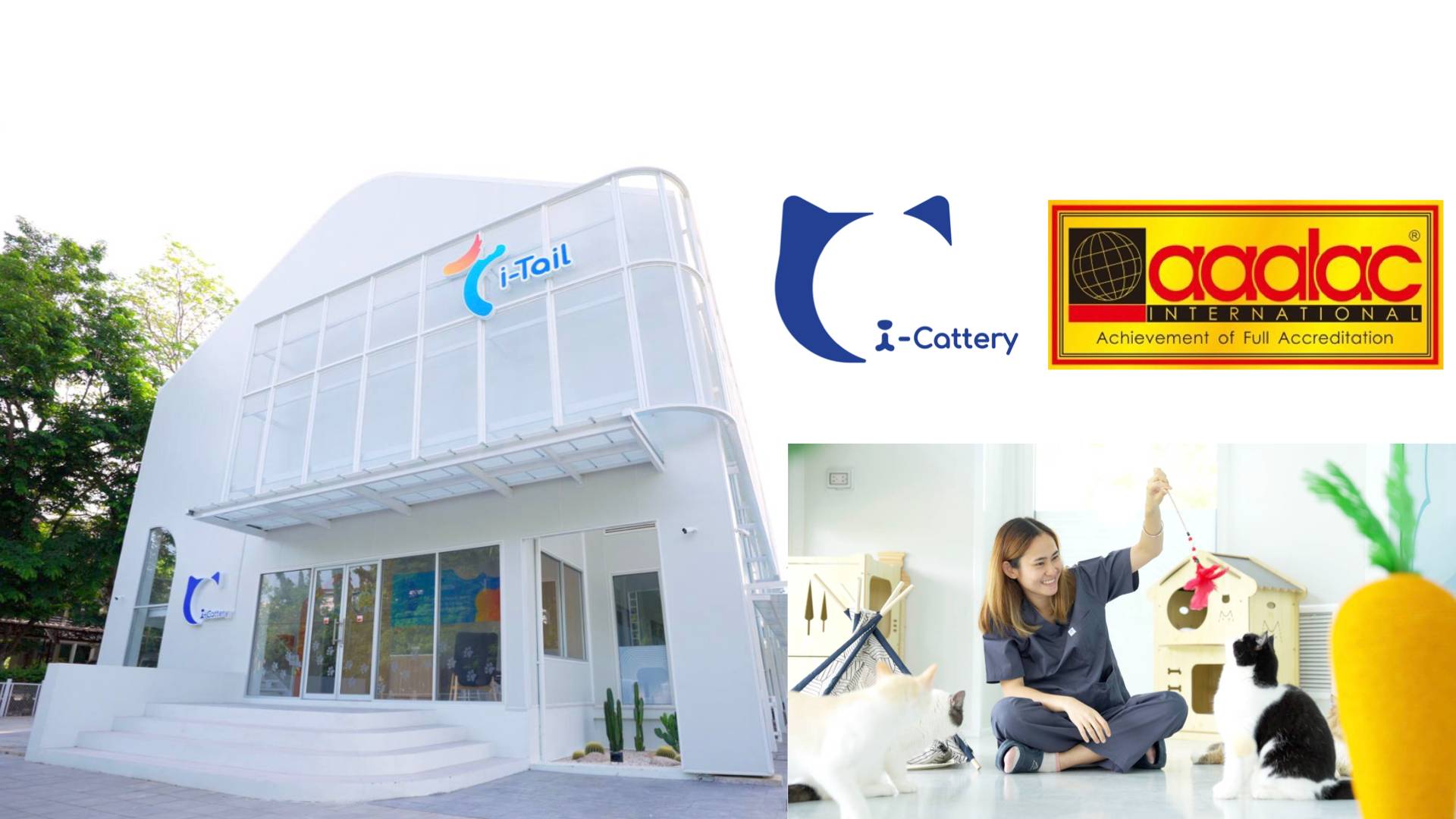 ศูนย์วิจัยอาหารแมว i-Cattery ก้าวสู่ความสำเร็จครั้งประวัติศาสตร์ เป็นบริษัทเอกชนรายแรกในประเทศไทย