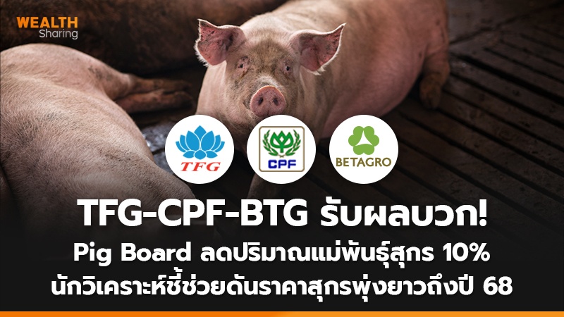 TFG-CPF-BTG รับผลบวก! Pig Board ลดปริมาณแม่พันธุ์สุกร 10% นักวิเคราะห์ชี้ช่วยดันราคาสุกรพุ่งยาวถึงปี 68